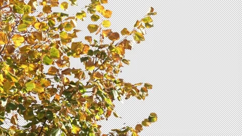 Autumn tree leaves with transparent background Stock Footage 164803206