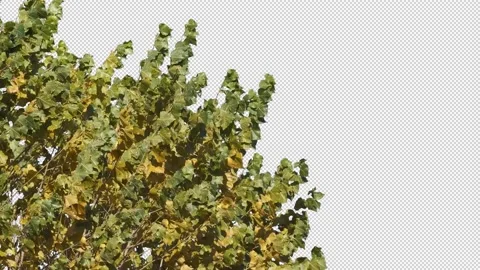 Autumn tree leaves with transparent background Stock Footage 164803415