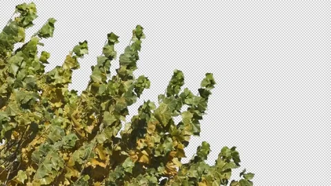 Autumn tree leaves with transparent background Stock Footage 164803546