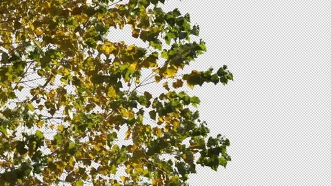 Autumn tree leaves with transparent background Stock Footage 164803744