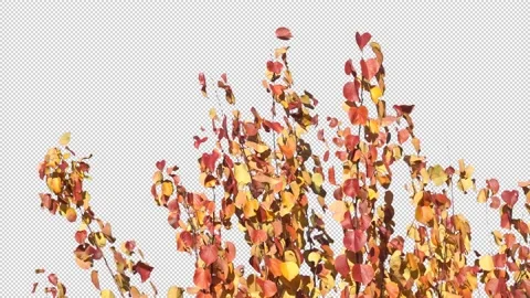 Autumn tree leaves with transparent background Stock Footage 164803994
