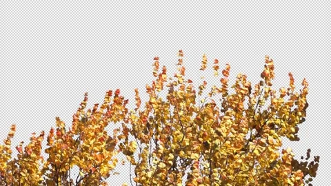 Autumn tree leaves with transparent background Stock Footage 164804147