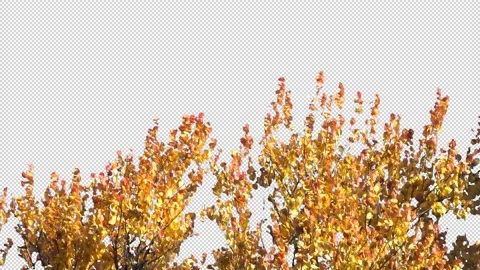 Autumn tree leaves with transparent background Stock Footage 164804354