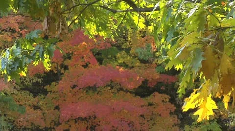 Autumn - tree - leaves - wind 003 Stock Footage 12614356