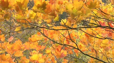 Autumn - tree - leaves - wind 004 Stock Footage 12615433