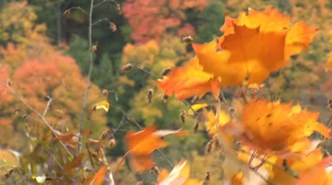 Autumn - tree - leaves - wind 005 Stock Footage 12615326