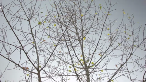 Autumn tree leaves in the wind in the forest. 動画素材 115593902