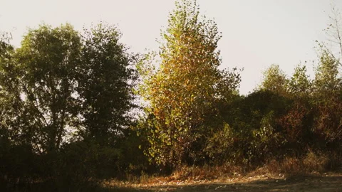 Autumn tree leaves in the wind in the forest. Stock-Footage 115594188