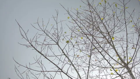 Autumn tree leaves in the wind in the forest. Stock-Footage 115595323