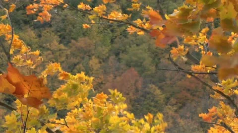 Autumn - tree - leaves - wind-hillside 003 Stock Footage 12616146