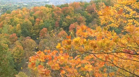 Autumn - tree - leaves - wind-hillside 001 Stock Footage 12616255
