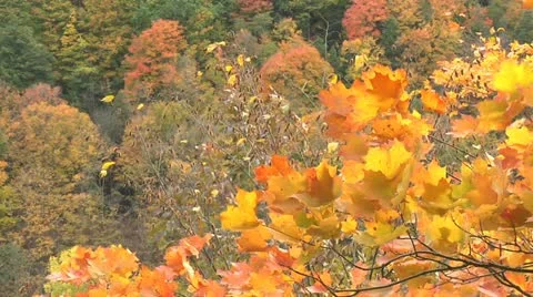 Autumn - tree - leaves - wind-hillside 002 Stock Footage 12616266