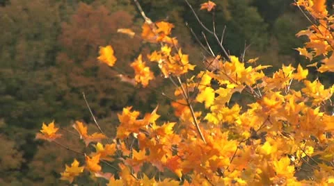 Autumn - tree - leaves - wind-hillside 006 Stock Footage 12617525