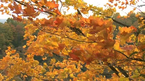 Autumn - tree - leaves - wind-hillside 005 Stock Footage 12617573