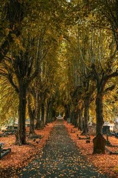 Autumn Tree-Lined Cemetery Pathway Stock Photos