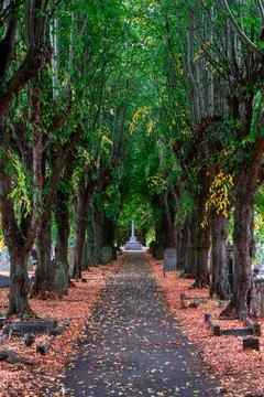 Autumn Tree-Lined Cemetery Pathway Stock Photos