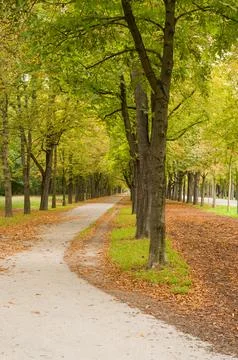 Autumn Tree-Lined Path Stock Photos