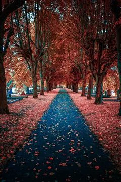 Autumn Tree-Lined Path With Red Leaves Fotos Stock