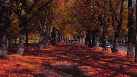 Autumn tree lined promenade in Riga with strong linear perspective Stock Footage 319580699