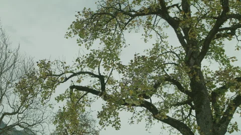 Autumn Tree Losing Leaves Stock Footage 273707479