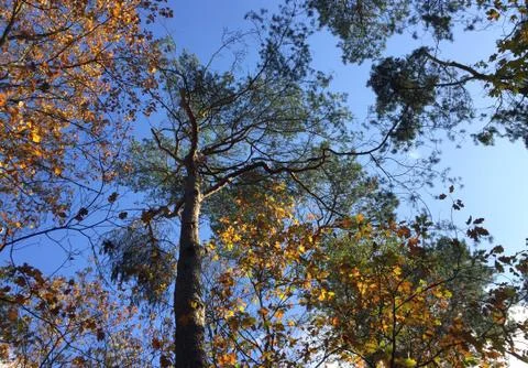 Autumn tree low angle brown leaves blue sky Stock Photos