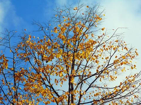 Autumn tree in Maramures county Stockfoto's