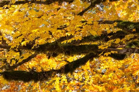 Autumn tree with moss tree Stock Photos