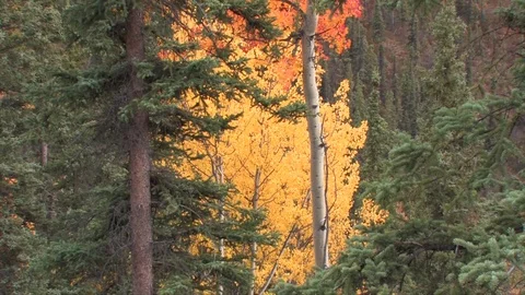 An autumn tree in the mountains of Alsaka. Video stock 79016670