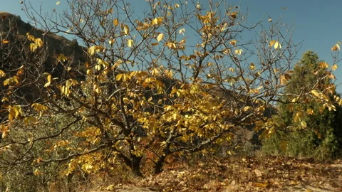 An autumn tree in the mountains. Stock Footage 163946152