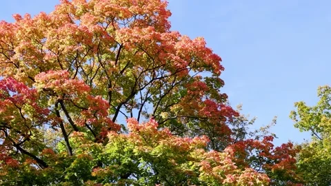 The autumn tree is moving. Autumn forest. Colored leaves of a tree. Blue sky Stock Footage 166163382