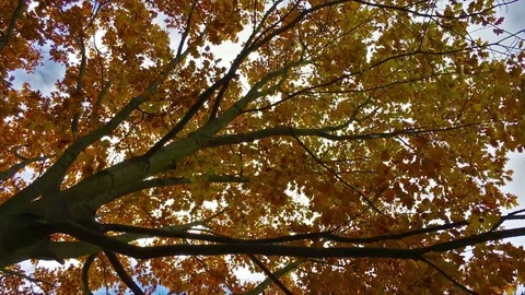 Autumn Tree with moving leaves Stock Footage 72377509