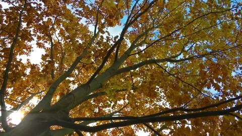 Autumn Tree with moving leaves Stock Footage 72378139
