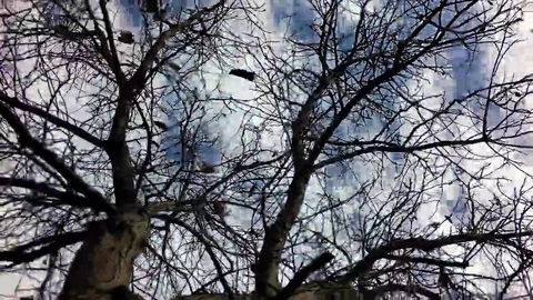 Autumn tree nut Stock Footage 69097323