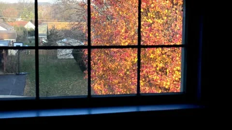 Autumn Tree Outside Window Stock Footage 8990487