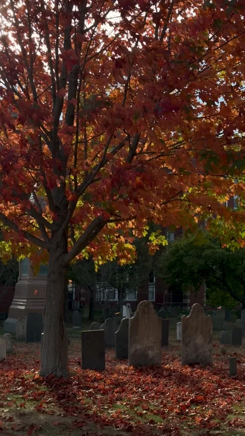 Autumn tree over old gravestones in quiet old cemetery in Portland, ME Stock Footage 343559019