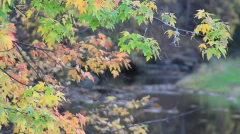 Autumn tree overlooking a river No.1 Video stock 45399701