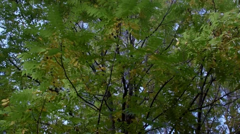 An Autumn tree in a park with the camera POV tilting down from top to bottom. Stock Footage 68420701