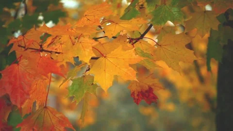Autumn  tree in the park Stock Footage 95639276