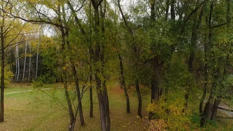 Autumn tree in the park. Stock Footage 98413205
