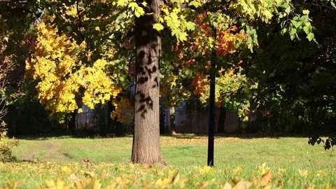 Autumn tree in a park Stock Footage 102804709