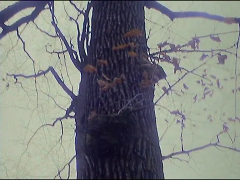 Autumn tree in a park Stock Footage 133809515