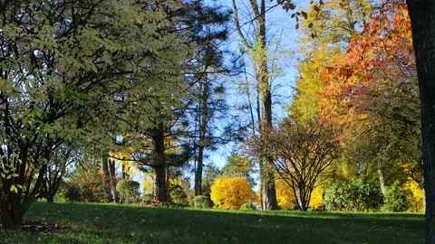 Autumn in tree park. Stock Footage 144754723