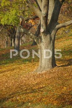 Autumn tree in park Stock Photos