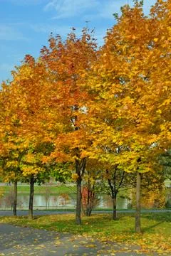 Autumn tree in park Stock Photos