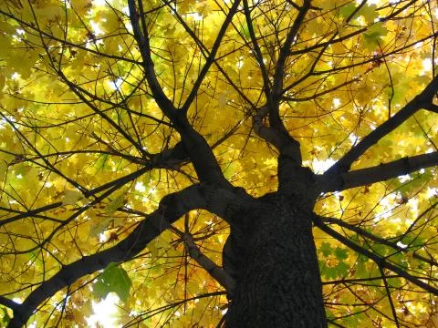 Autumn tree Stock Photos