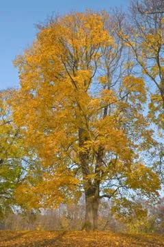 Autumn tree Stock Photos