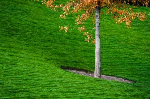 Autumn tree 스톡 사진