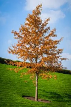 Autumn tree Stock Photos