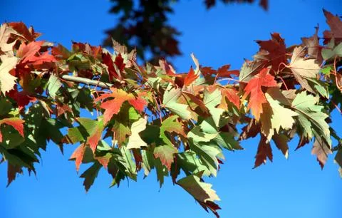 Autumn Tree Foto stock