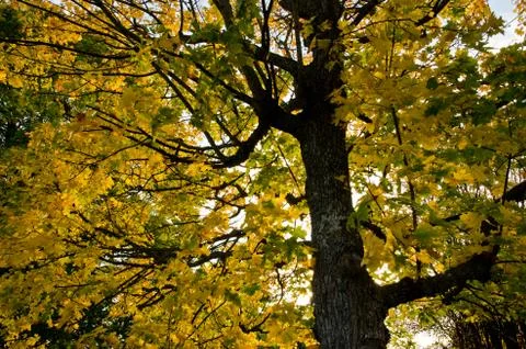 Autumn tree Stock Photos